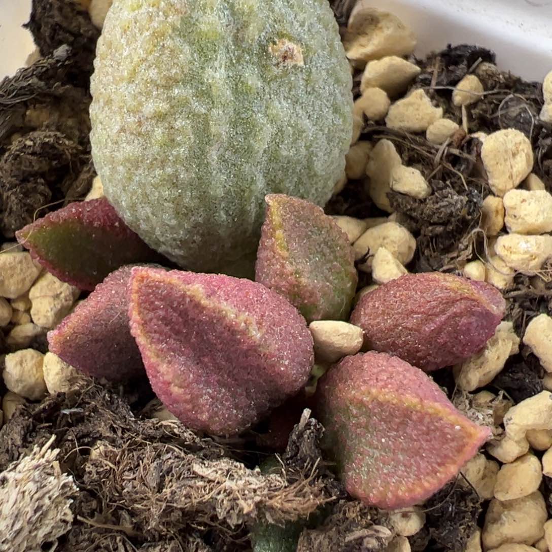 有疤特价草莓糖水泡多肉植物