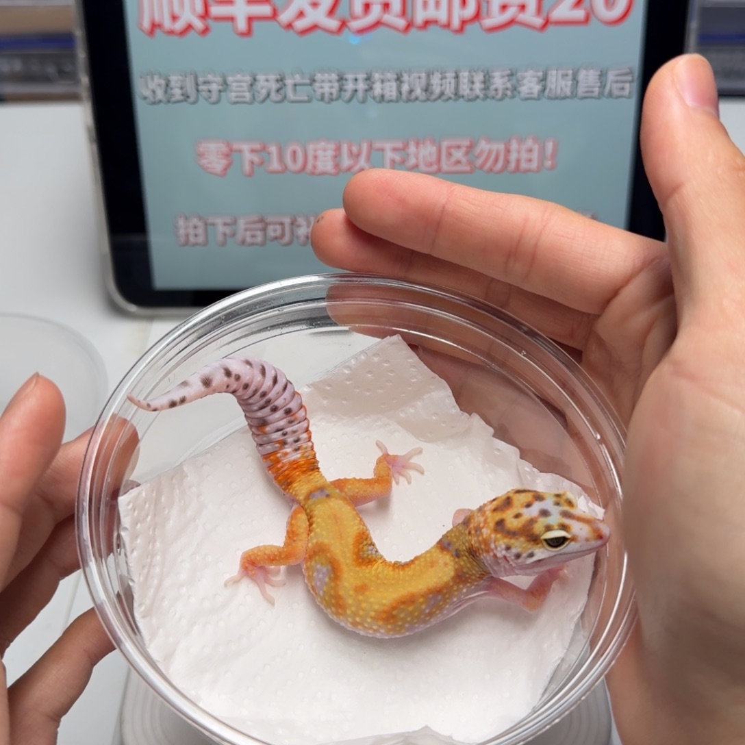 豹纹守宫白黄妹妹