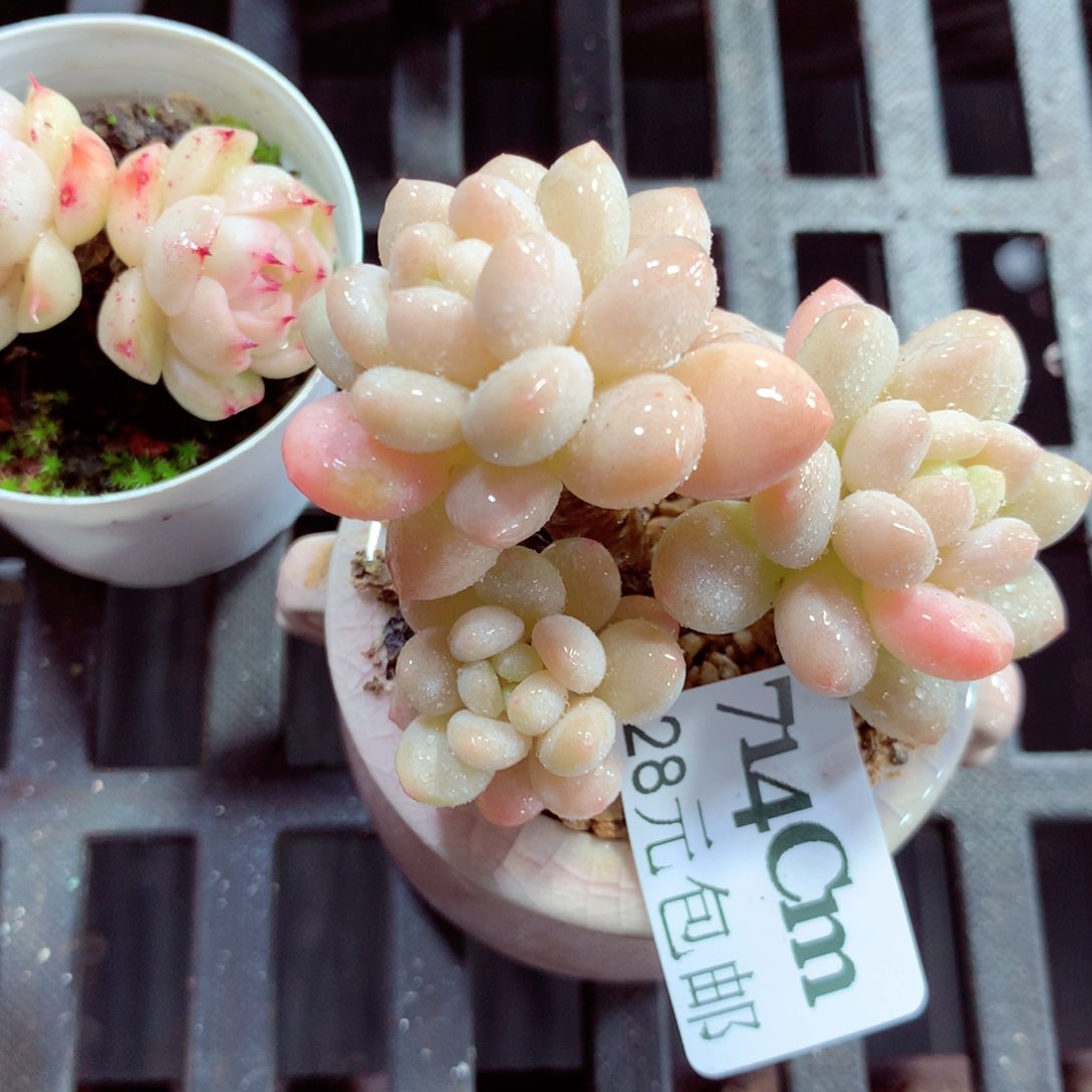 5厘米盆精控多肉714