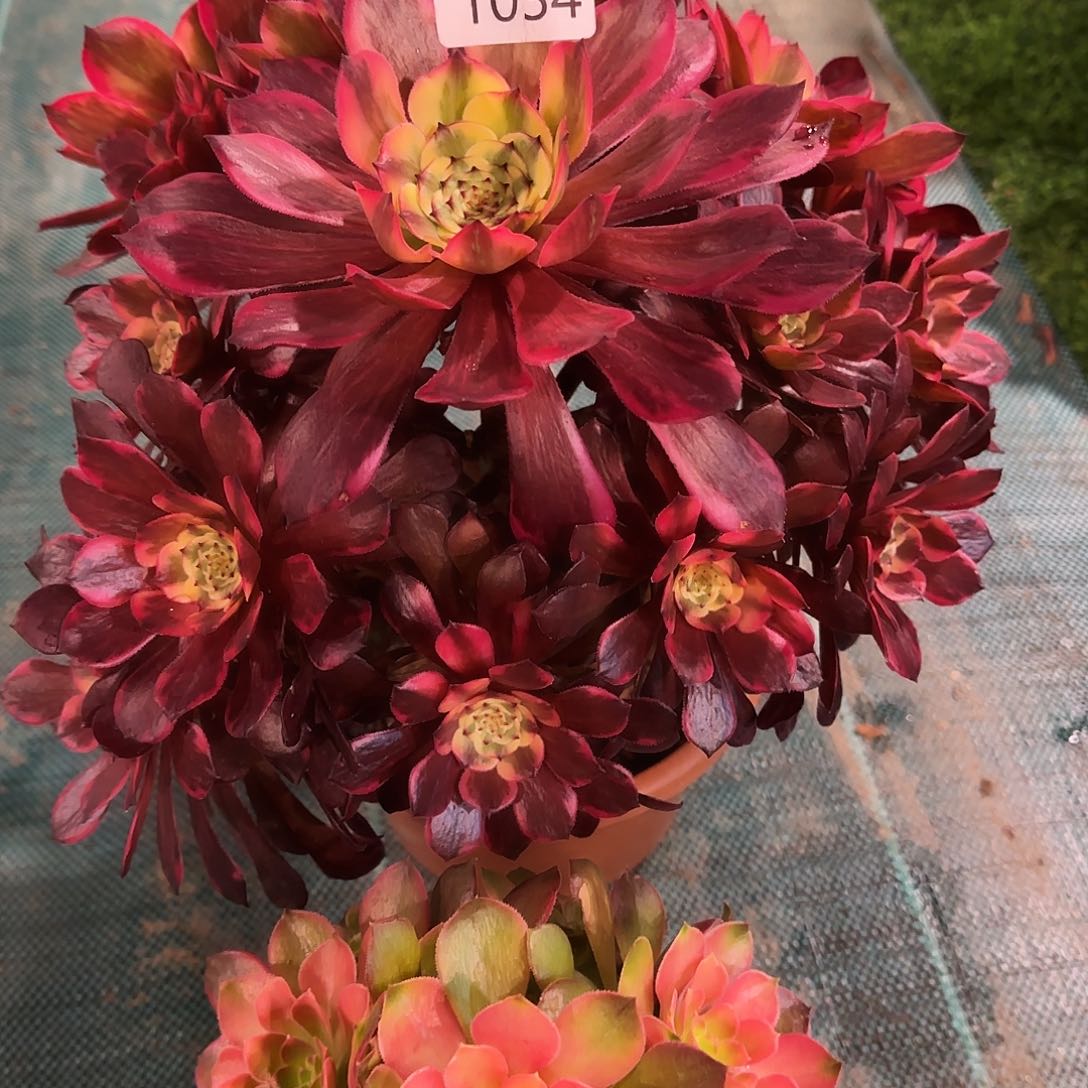 多肉植物福利组合雅典娜烟花1034