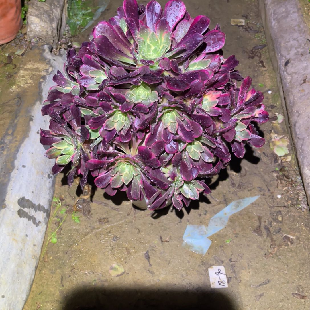 12-29-34金丝雀法师锦