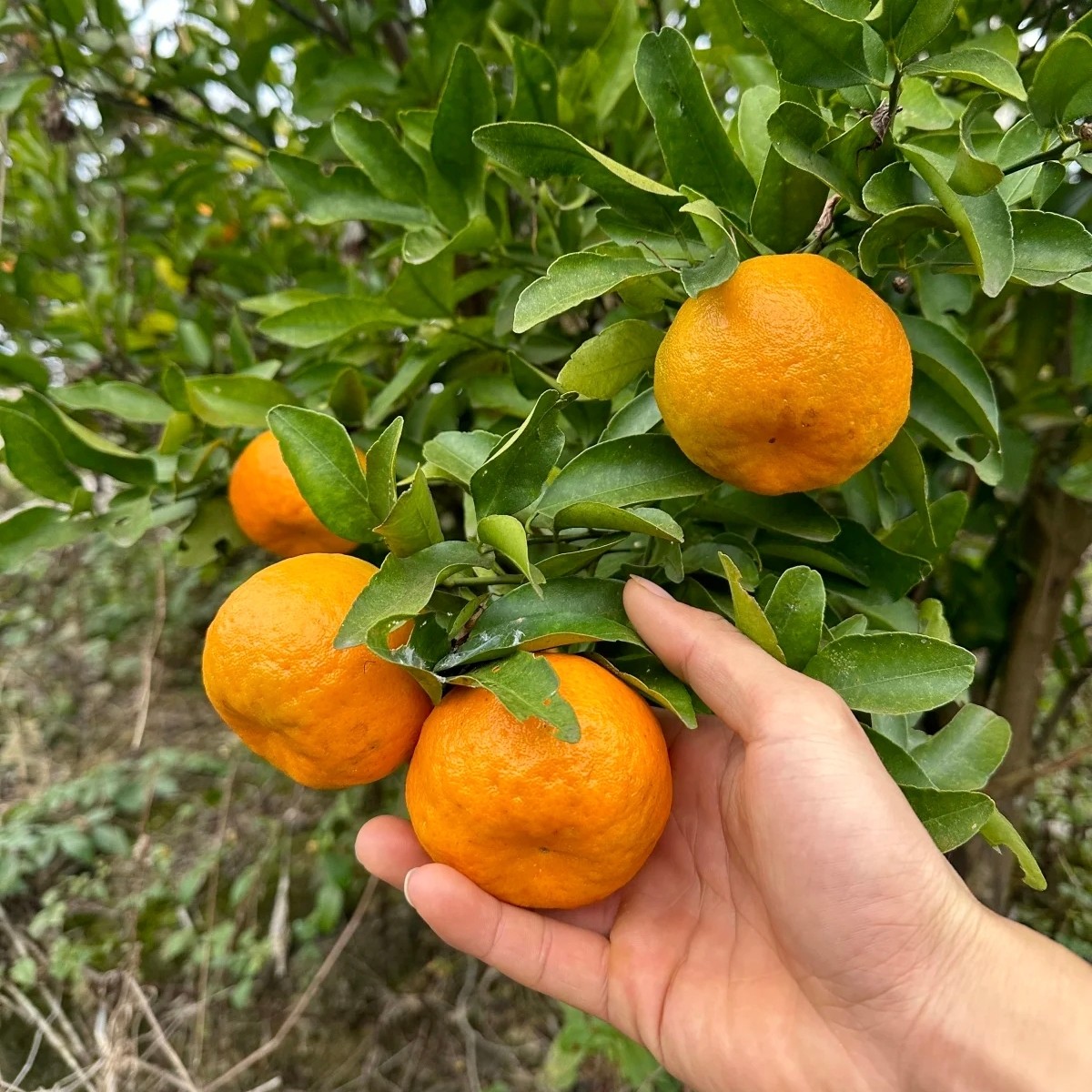 贵州高山老树生态柑橘