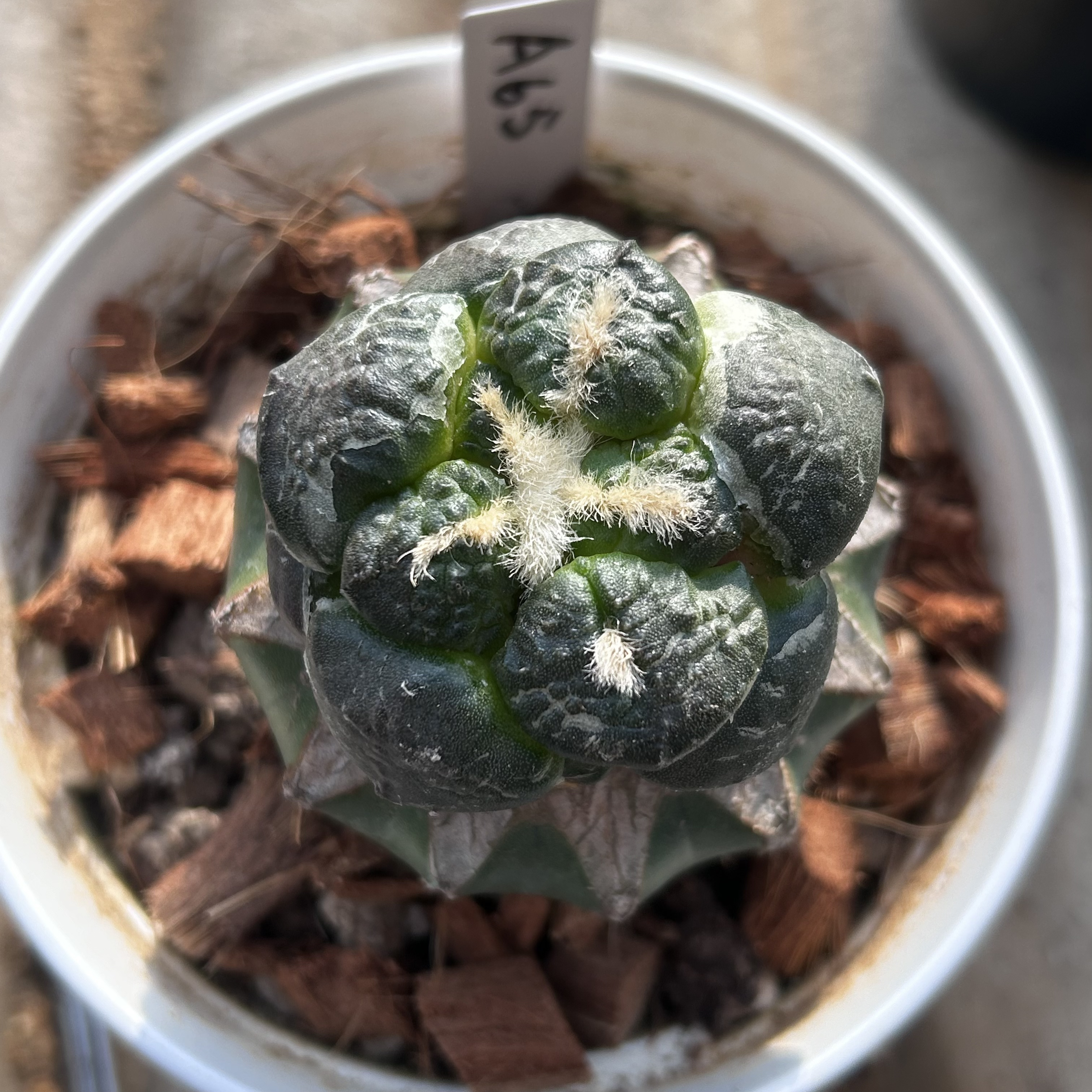 园艺仙人球/牡丹/连山/a65