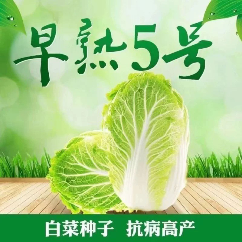 【全店满5包包邮】早熟五号白菜种子
