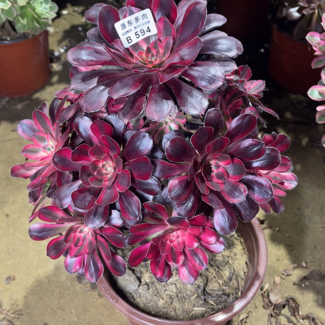 594花福蝶多肉法师断枝不包