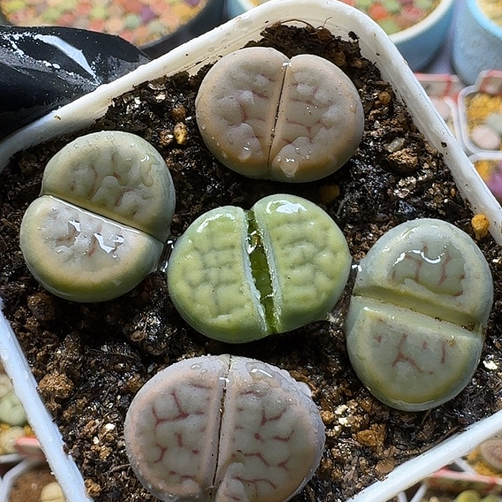 生石花122222。  招福套。  260