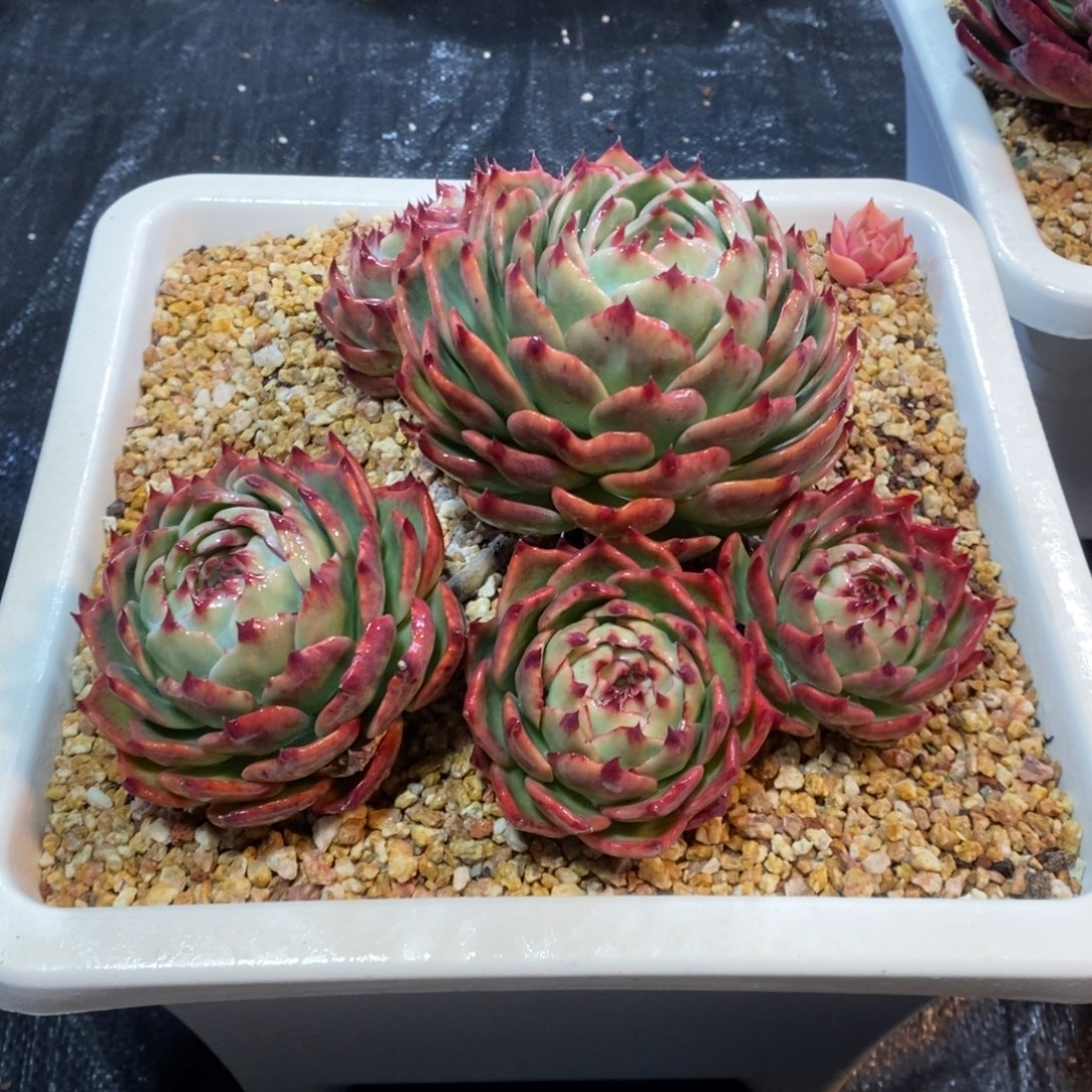 执****惊鸿仙子一物一拍
