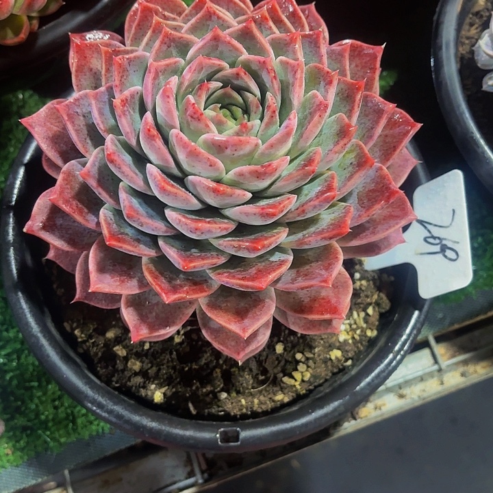 夏***夕丽娟花卉海林娜优选