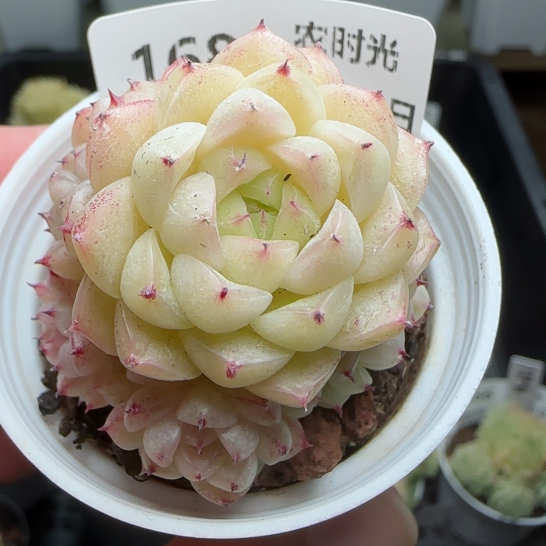 0210-168包子麦秆