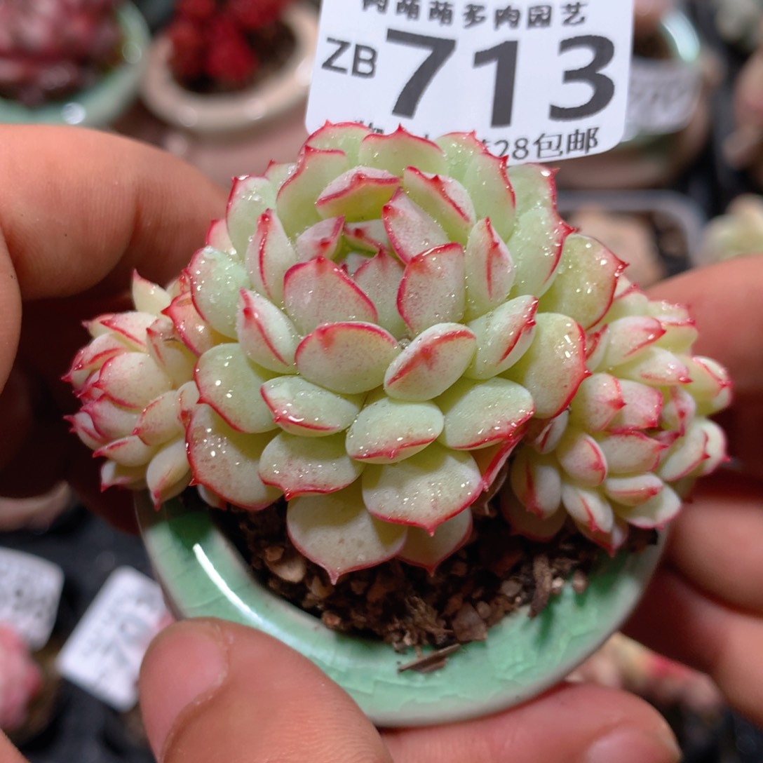 5CM拇指盆精控多肉ZB713
