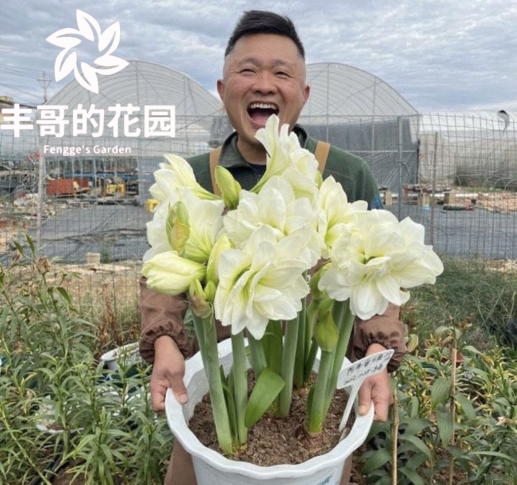 自然球《阿弗雷直径5-6+》1颗白色重瓣朱顶红种球裸球发