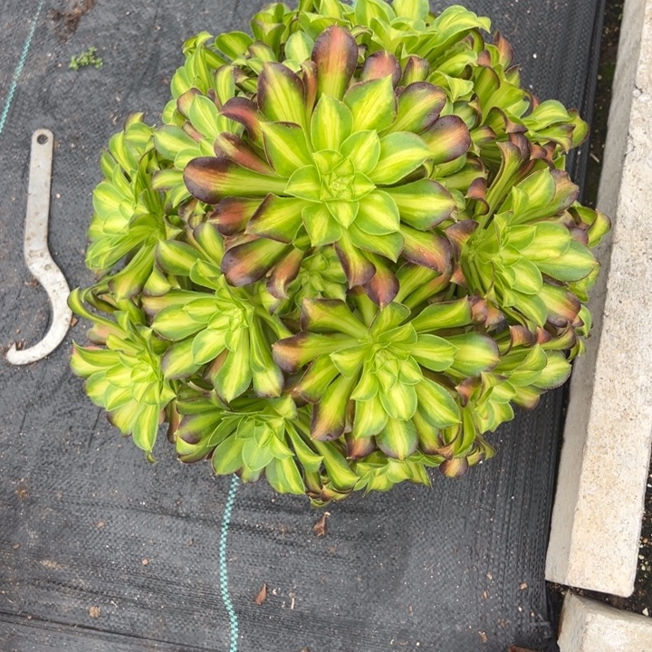 韶华多肉植物花花