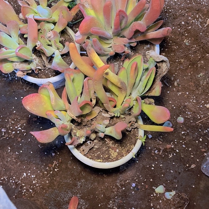 ****紫这两句真的好好啊好棒的