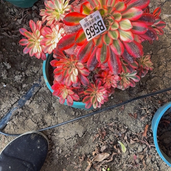 香奈儿30-41包邮花花