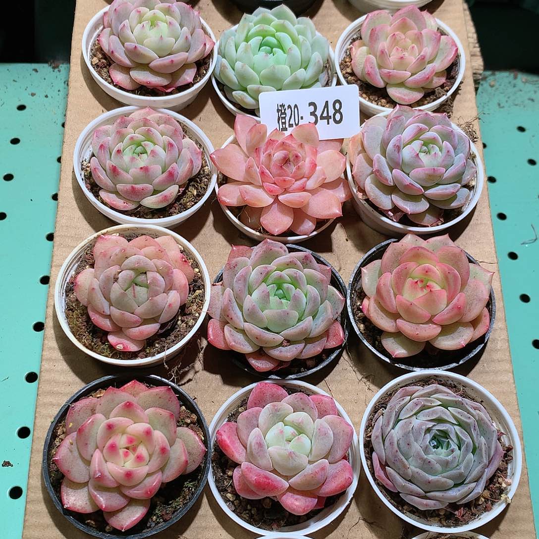 20-348一物一拍带盆18颗