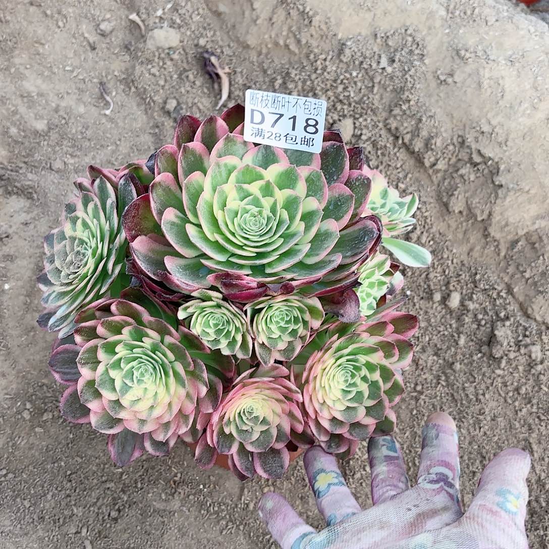 O. 718海王多肉11111