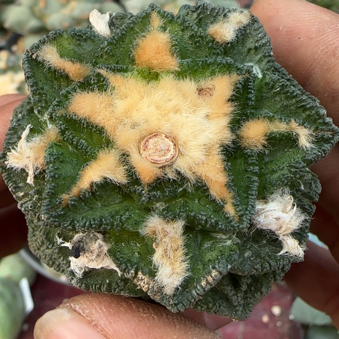 无花朵螺旋风车辛顿070