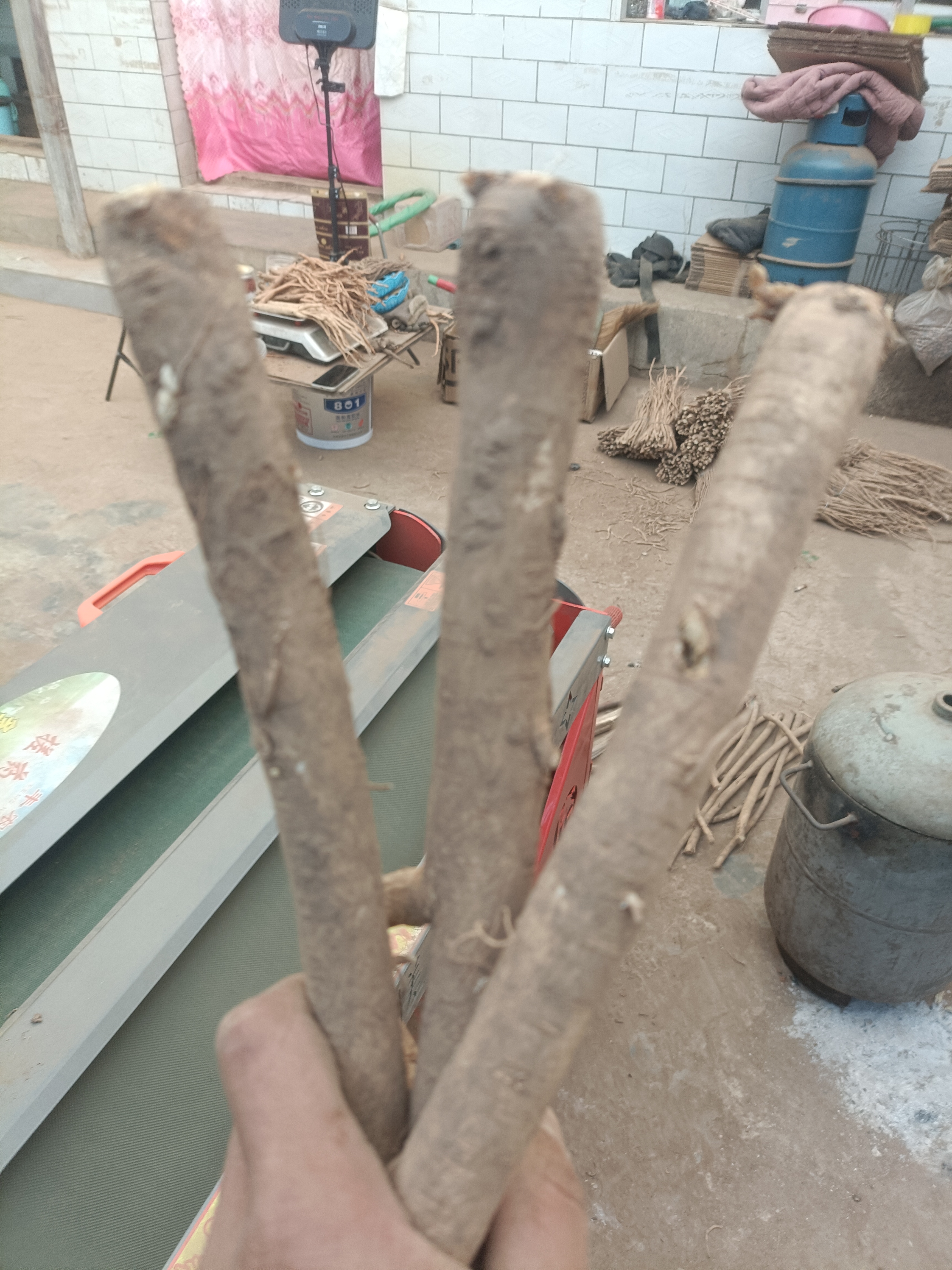 甘肃岷县新鲜黄芪主根带浮土原产地直发无硫泡水炖汤农家自种