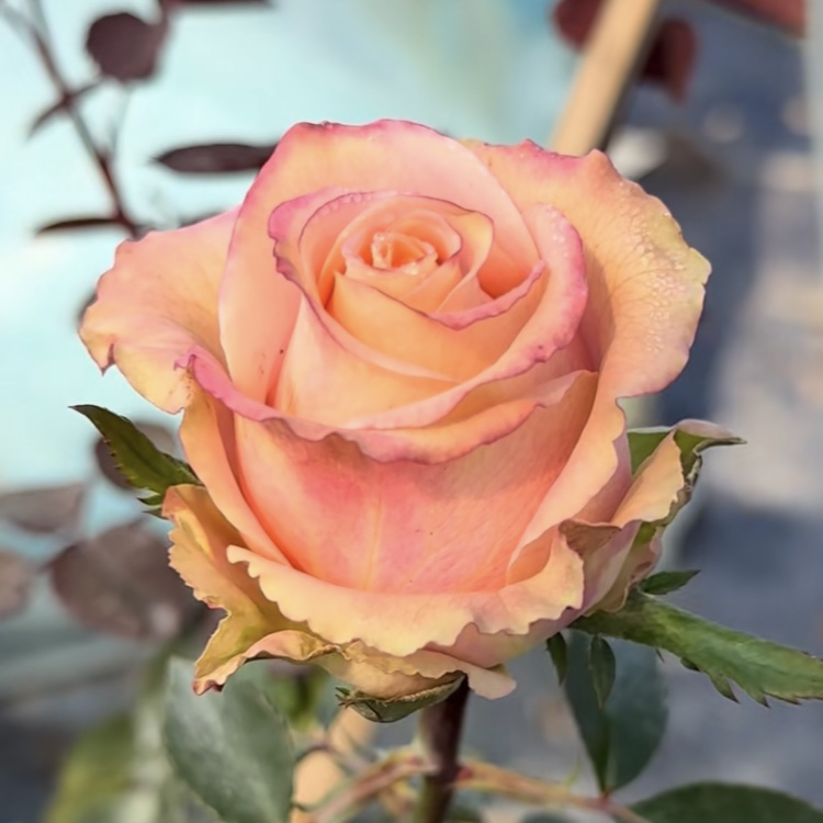 爱之珠 根接苗 匠人月季 玫瑰花 四季开花阳台盆栽植物