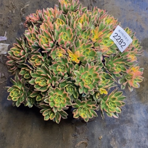 甜茶多肉植物2282