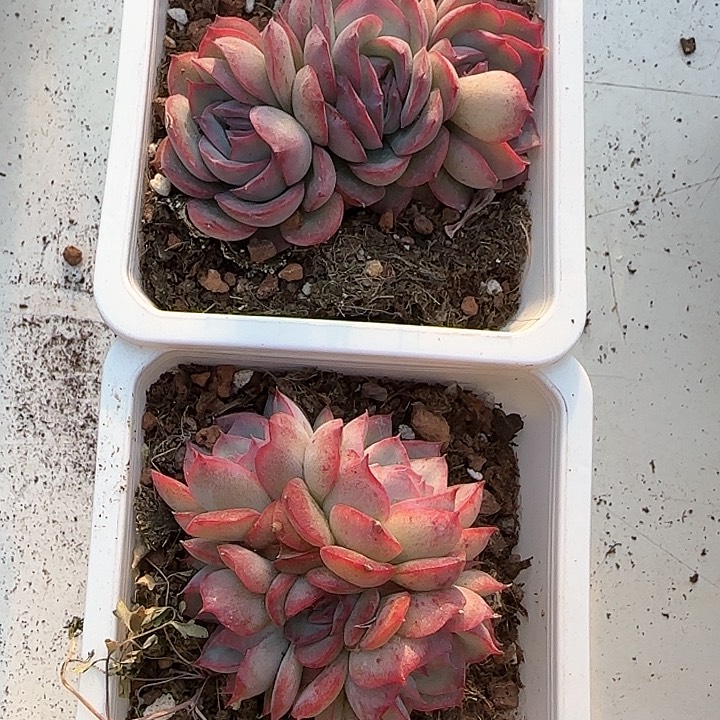 青蛙王子儿童牙膏111