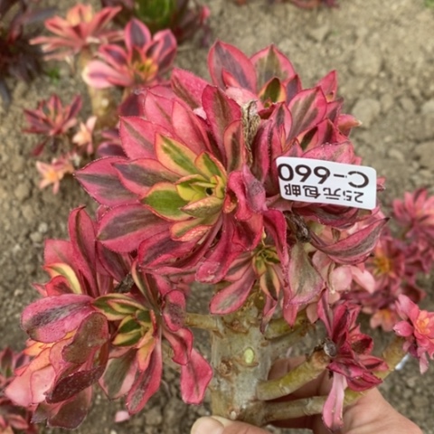 660魅影砍过满25包邮多肉