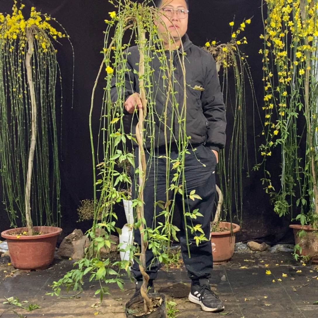 探春花，一物一拍