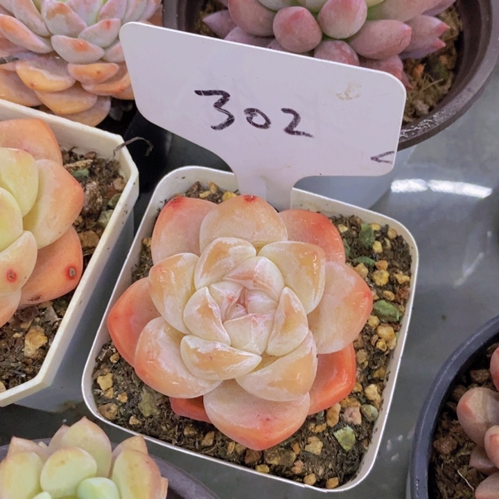 沁**语多肉植物，开心多肉