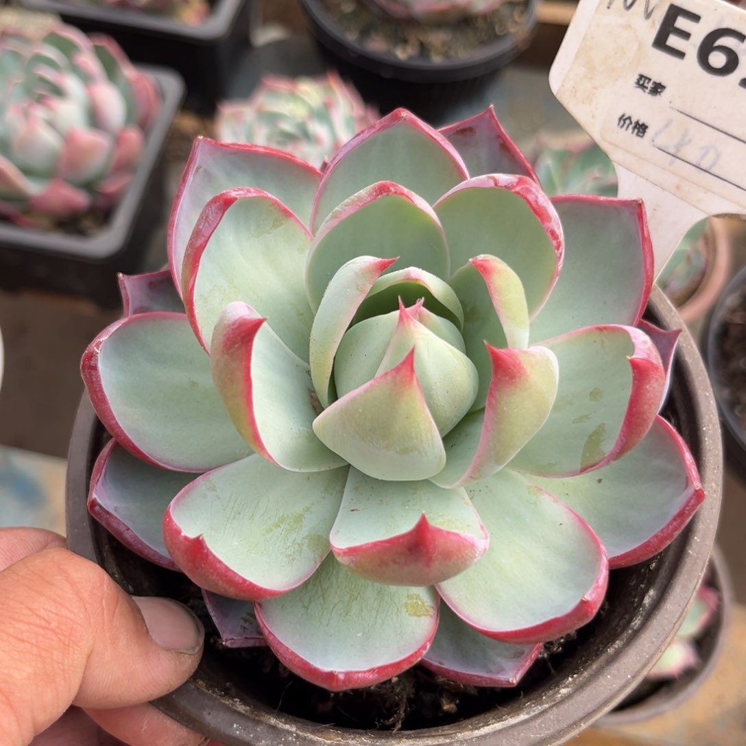 惊鸿一瞥多肉植物的世界