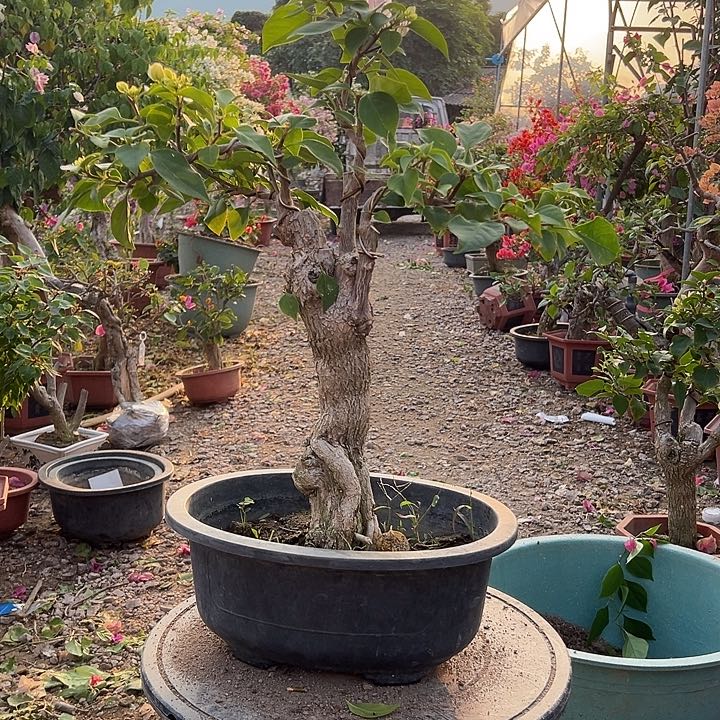 完全开放布*～水晶