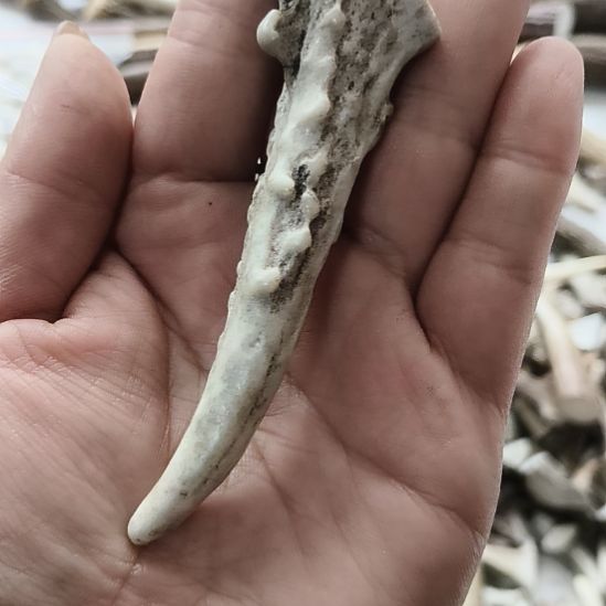 陶瓷鹿角鹿角鹿角