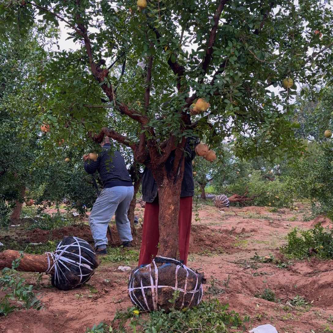 完全开放突尼斯软籽