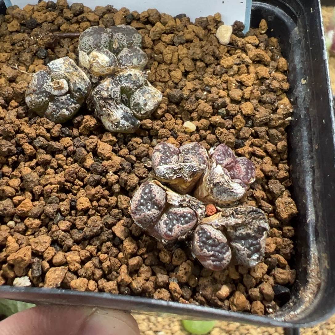 19-132肉锥多肉植物，