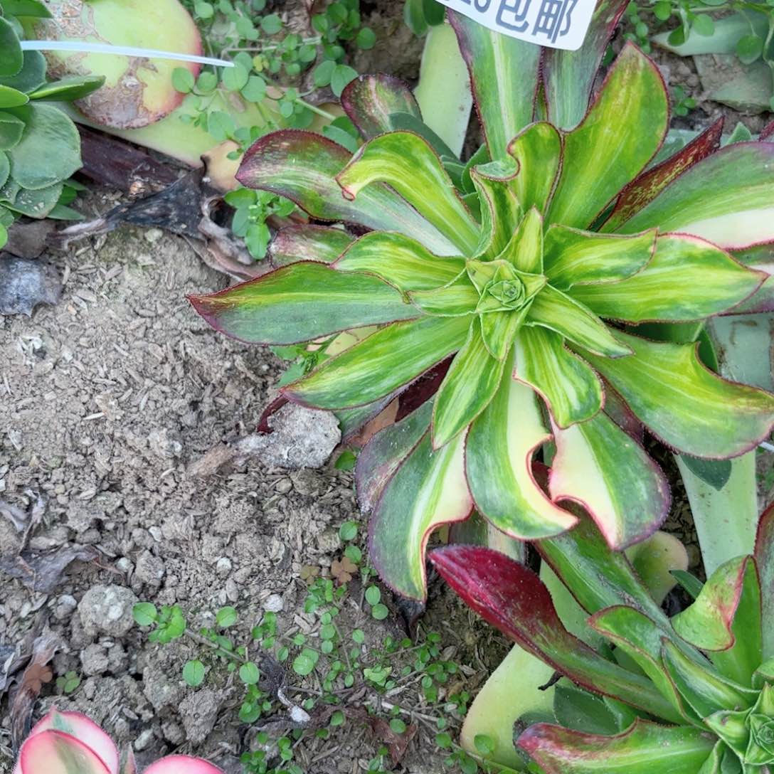 G. 7485魅影中班七彩多肉