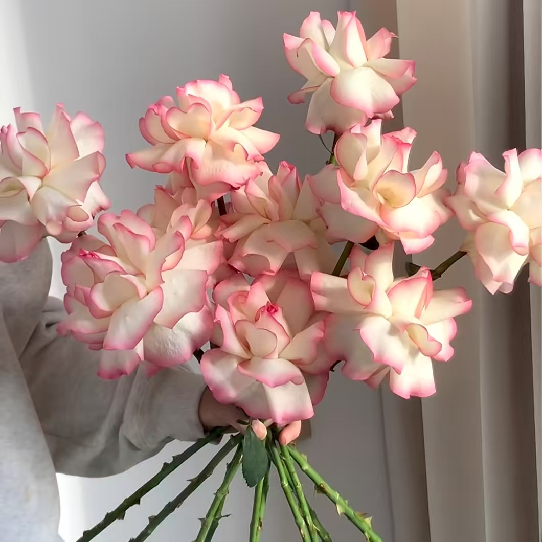 【戴安娜玫瑰】艾莎网红款家里水养鲜切花办公室插花东北基地包邮