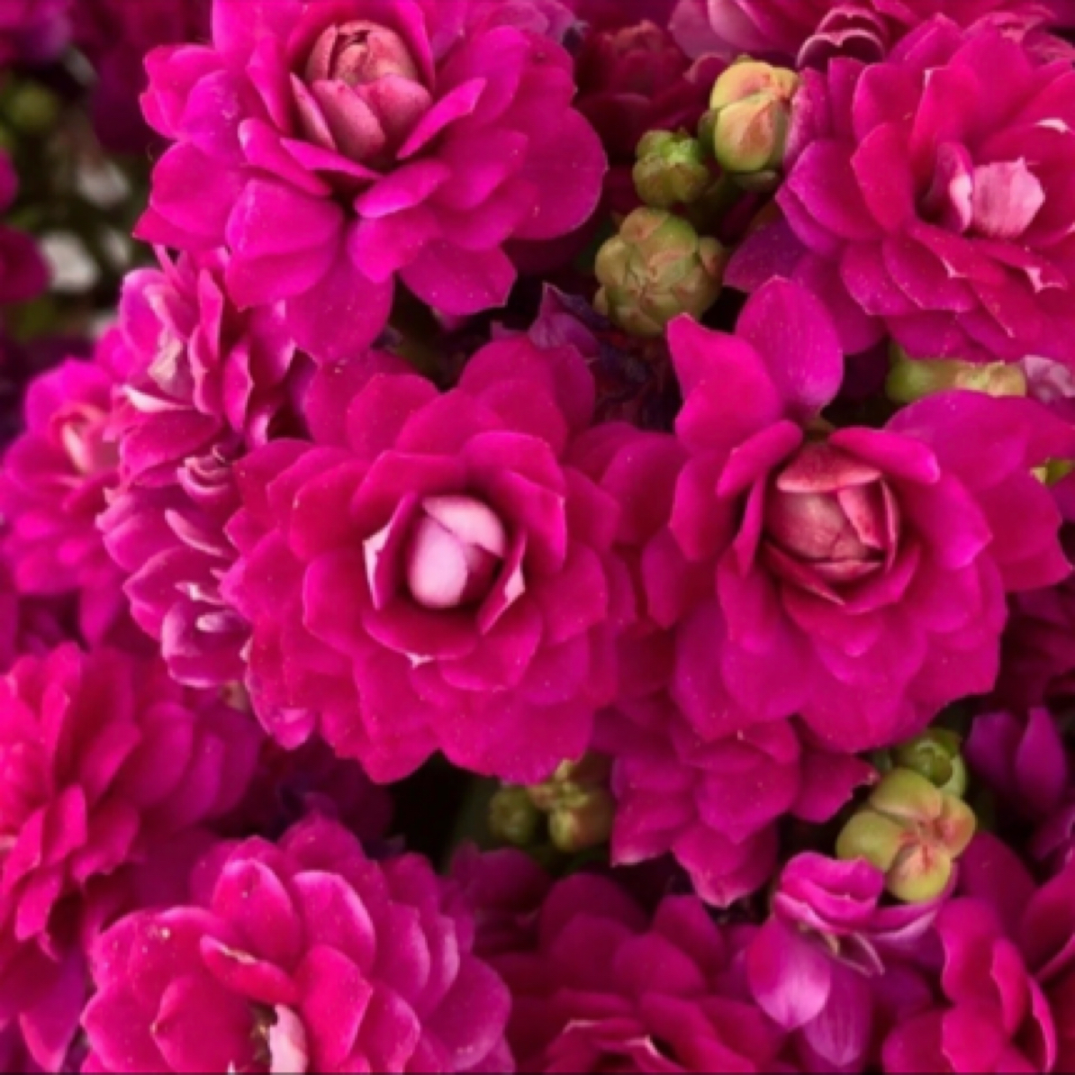 （紫鸳）重瓣大花紫色130盆长寿花