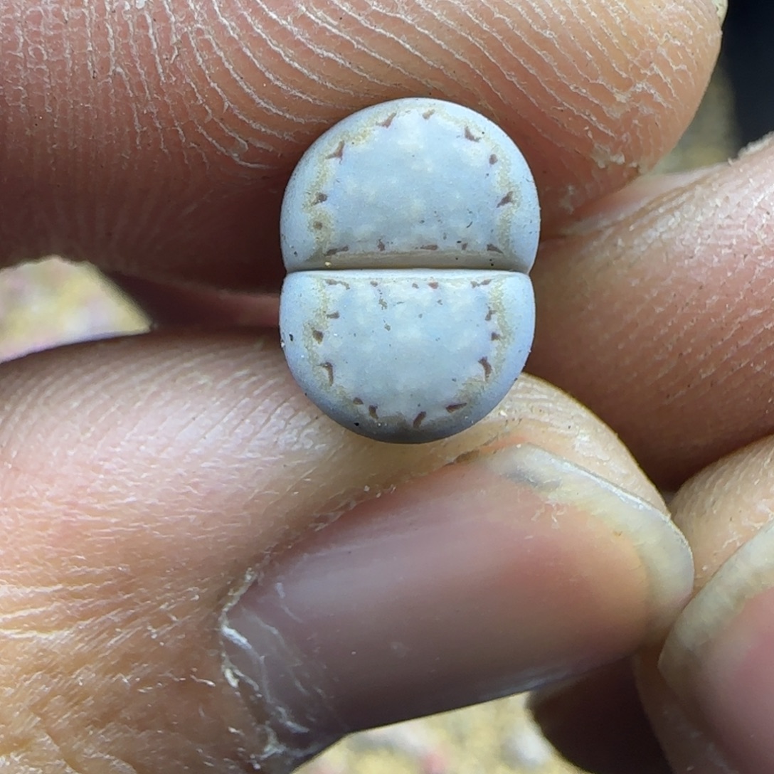 163 生石花大棚直播