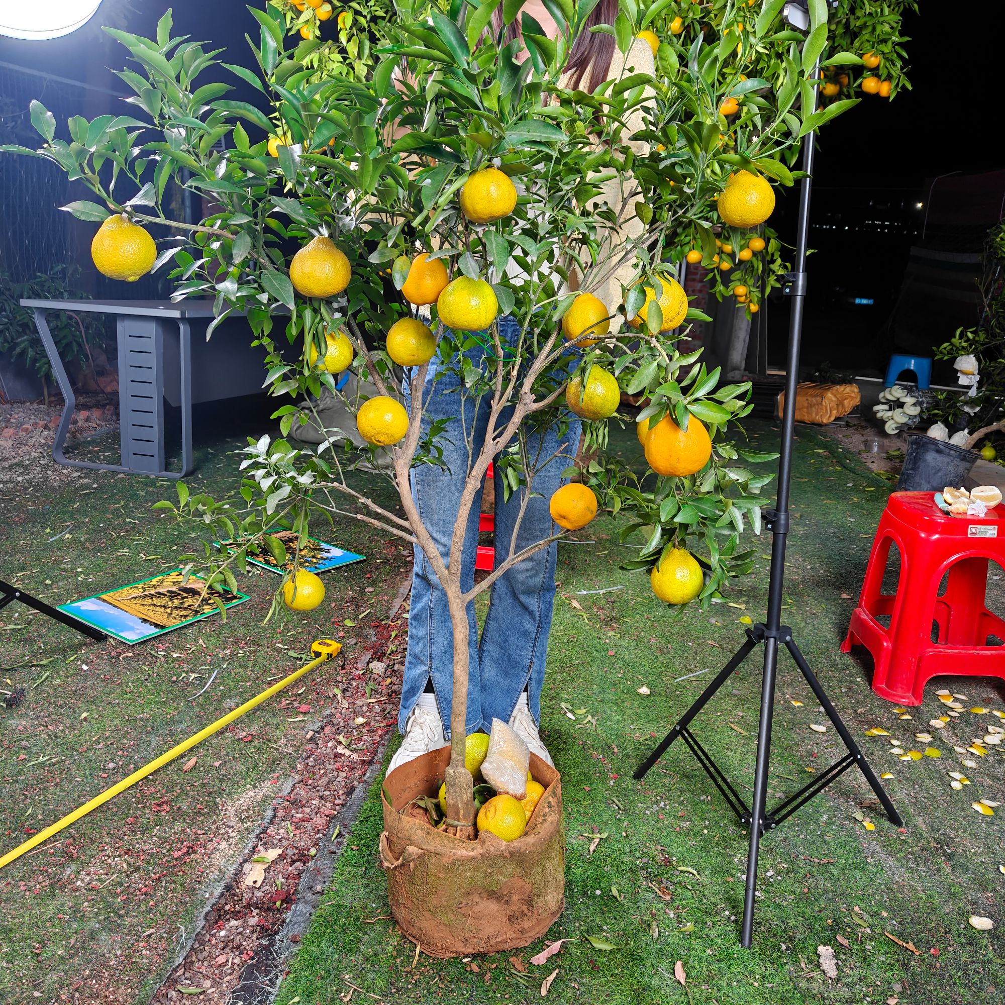 花卉绿植盆栽室内客厅室外耐寒花卉绿植盆景