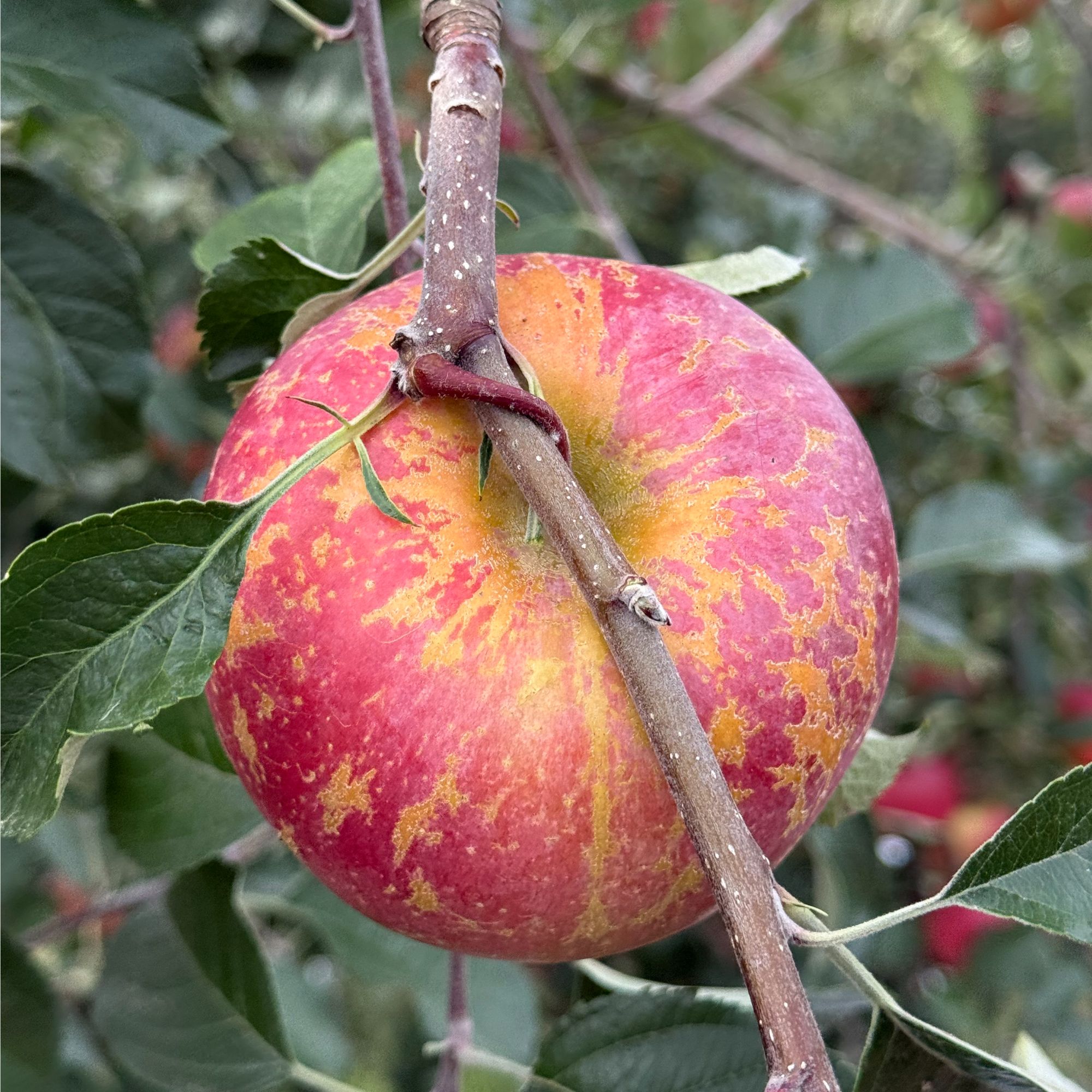 正宗云南昭通丑苹果2025现摘现发冰糖心丑苹果脆甜红苹果产地直发