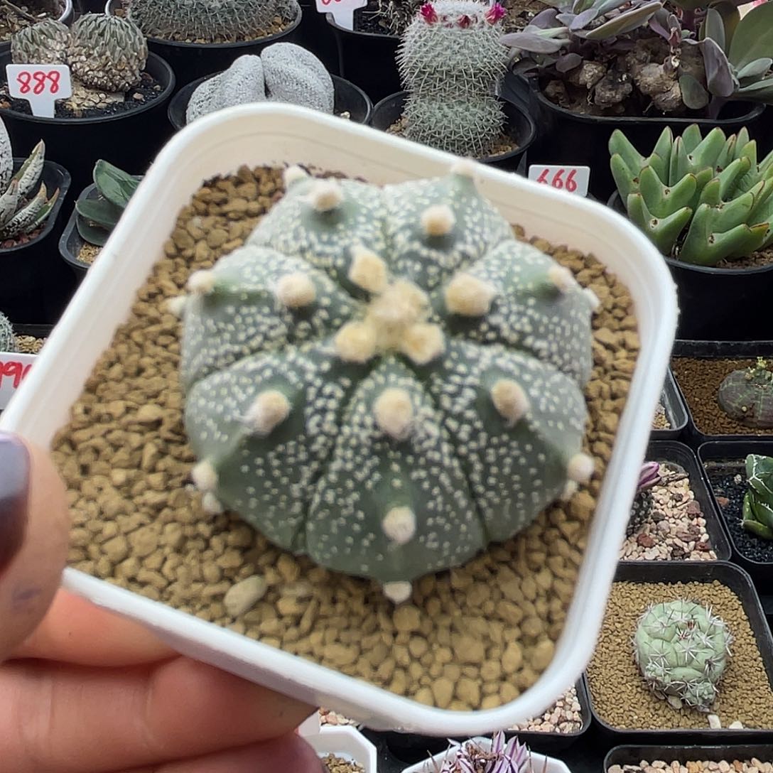 大尤兜仙人球多肉