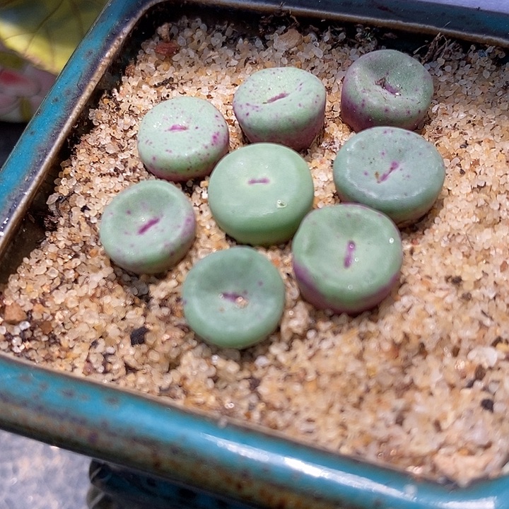 2116TS427小红嘴一颗