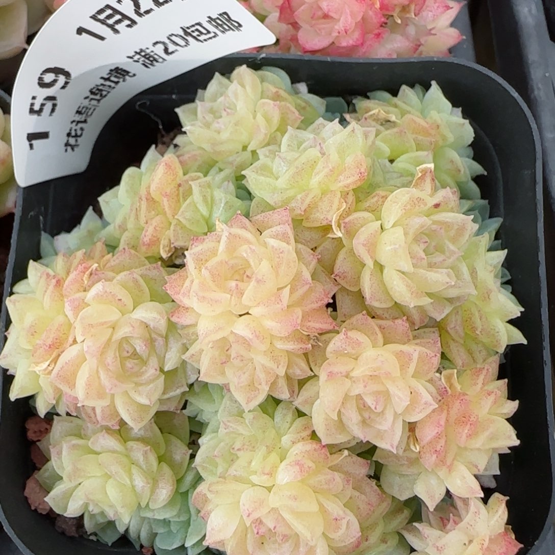 花语逸境0122-159散