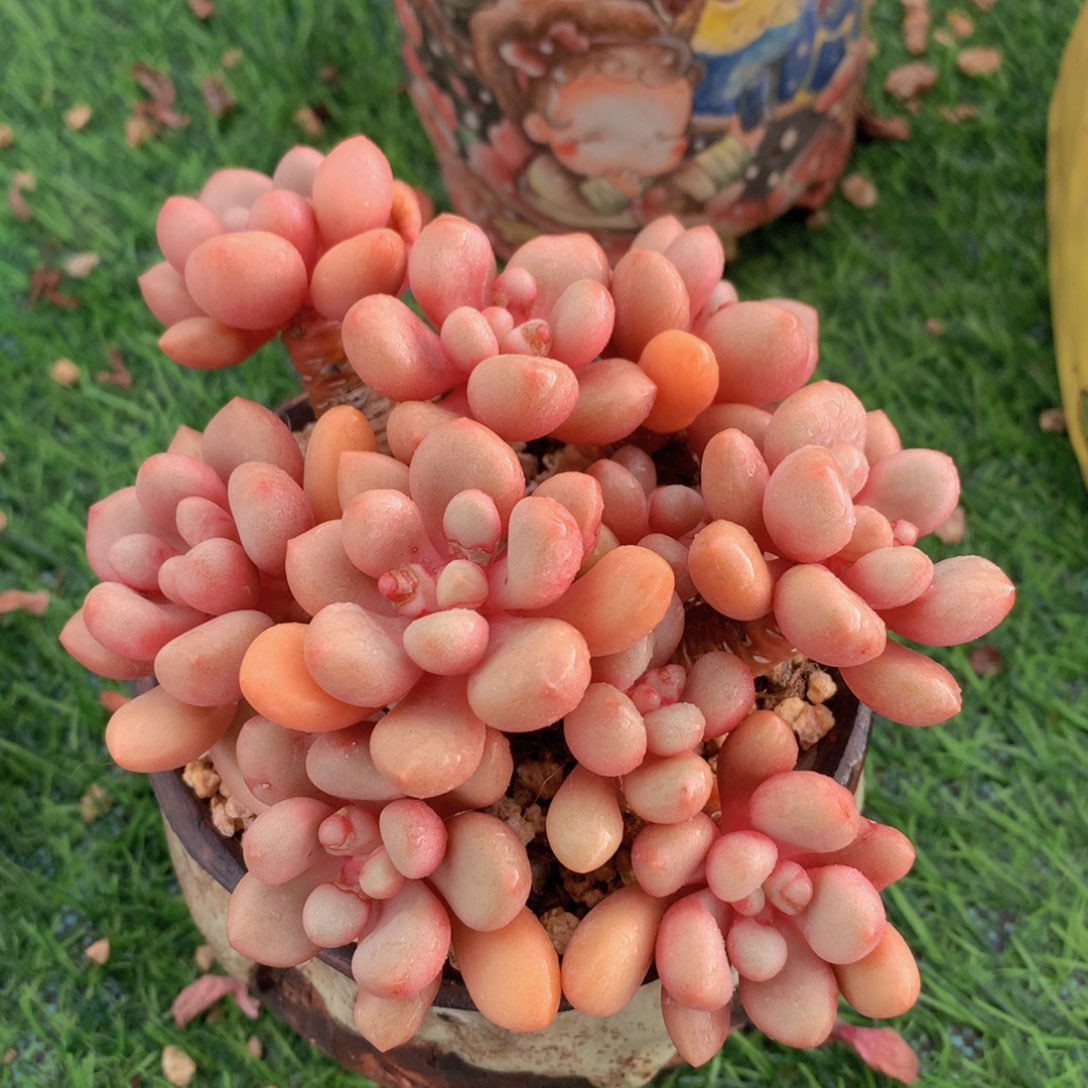 先锋派12 公分一物一拍