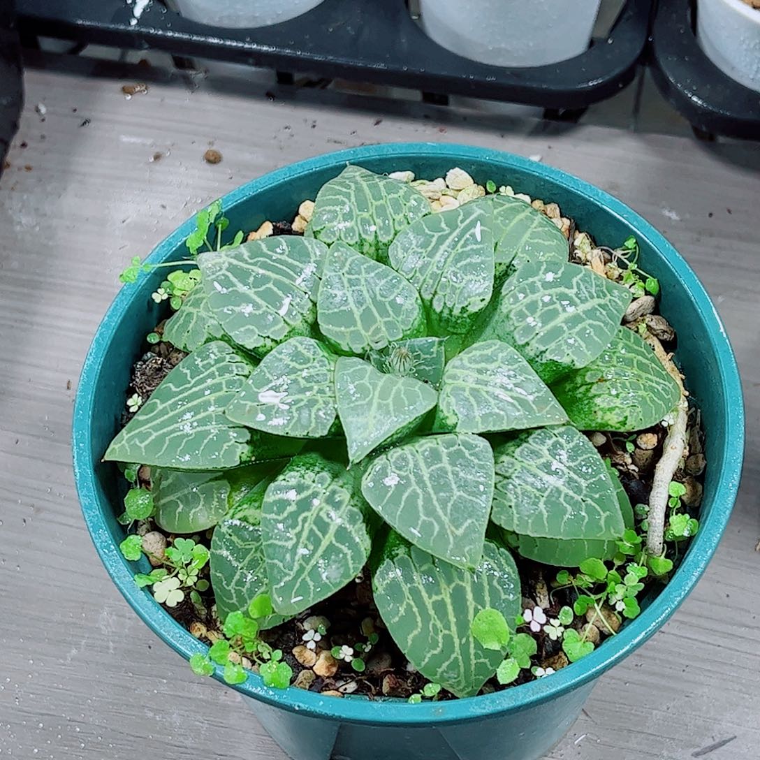 康平母本一勿一拍