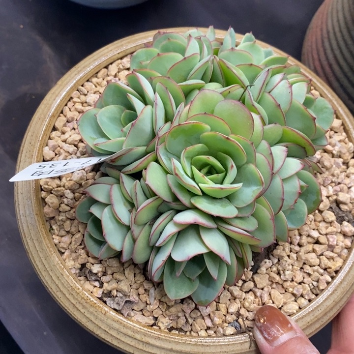 夏悦多肉0117-135牡丹亭