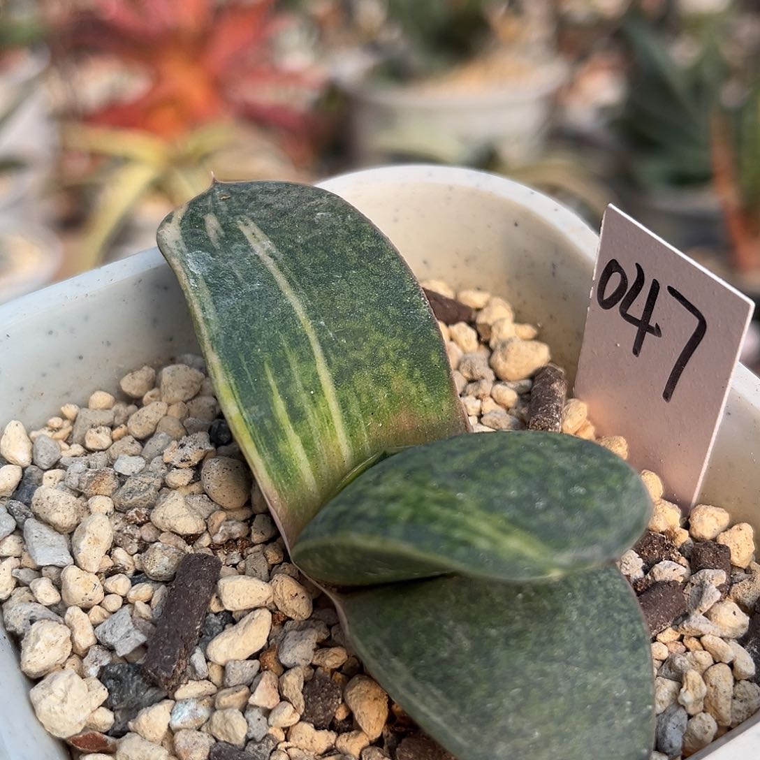 047脱土发货11111111