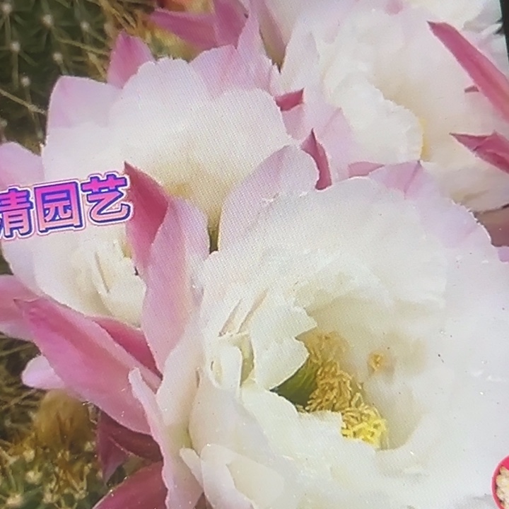 清清白牡丹根瑕疵干皮