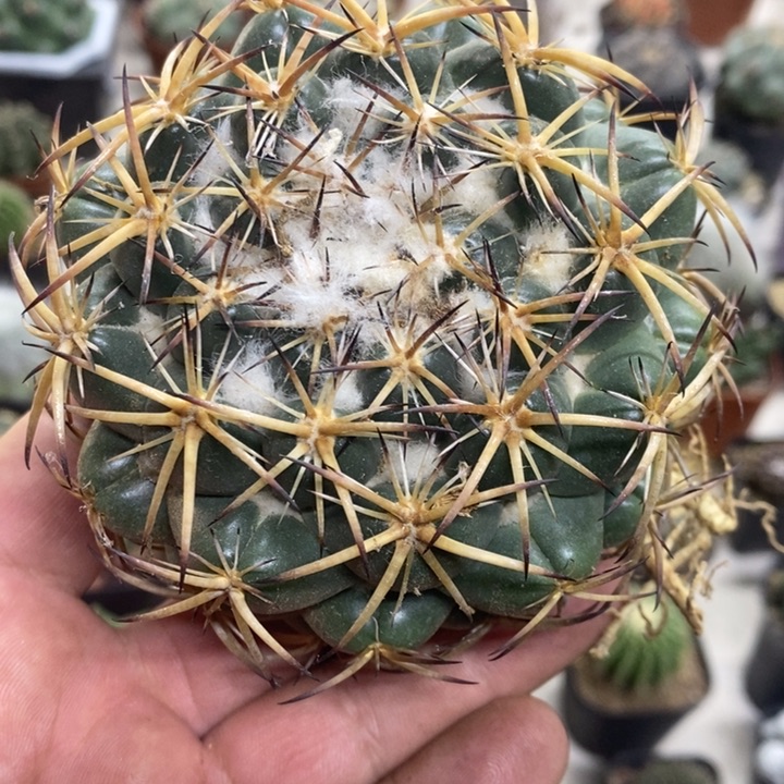 实生大号天丝象牙特价