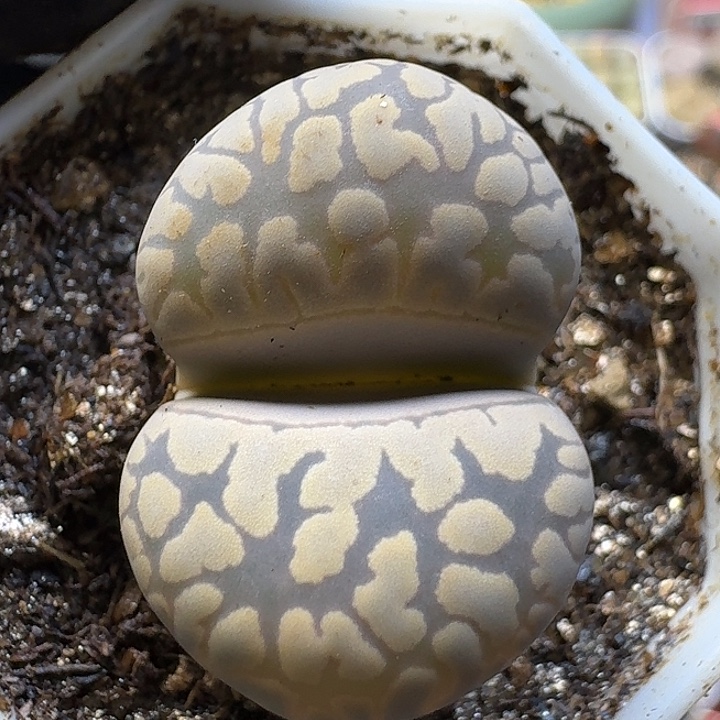 生石花111112。   161