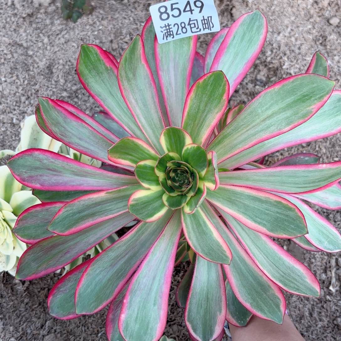 H. 8549巫毒超白多肉